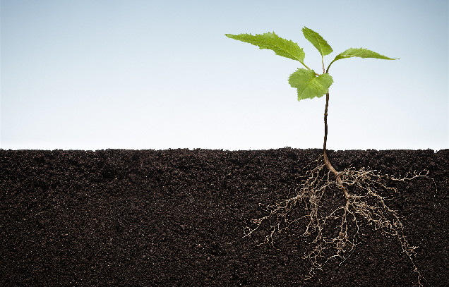 Soil-Plant Interaction Team reveals the molecular basis of phosphorus recycling in green manure crop Astragalus sinicus