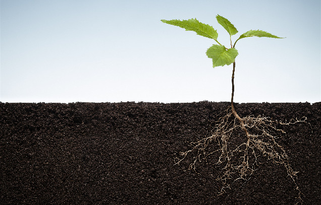 IARRP and CAAS-CIAT reveal the microbiological mechanism of continuous cropping obstacles in cut chrysanthemum planting soil