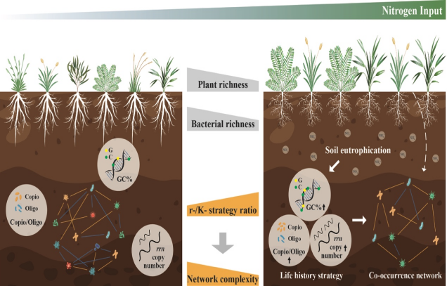 IARRP team discovers the mechanism of ecological strategies by which nitrogen deposition regulates soil microbial network complexity