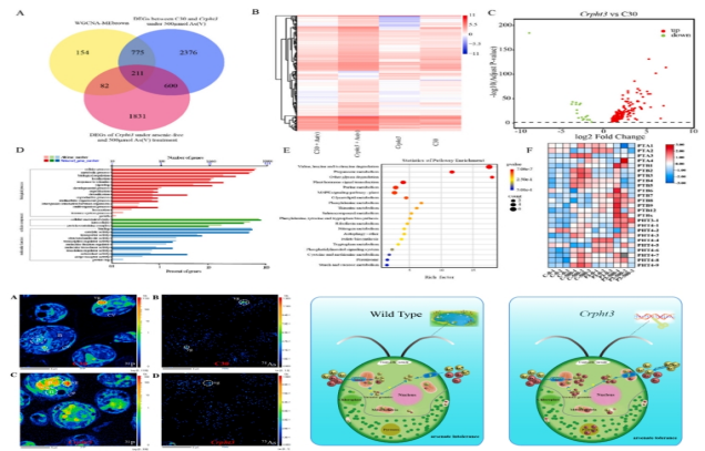 IARRP team reveals arsenic tolerance regulation mechanism of the PHT3 gene-mediated in chlamydomonas reinhardtii