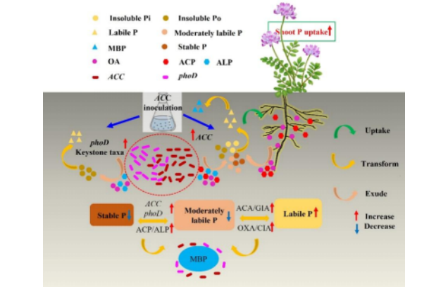 IARRP Team reveals microbial mechanism of Chinese milk vetch combined with phosphate-solubilizing bacteria promoting soil phosphorus turnover