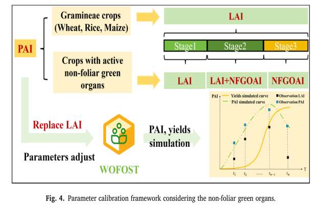 IARRP team proposes new method for estimating crop yield by considering the non-foliar green organs