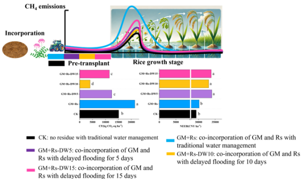 IARRP team discovers enhanced economic benefits in green manure-rice fields through optimized water management