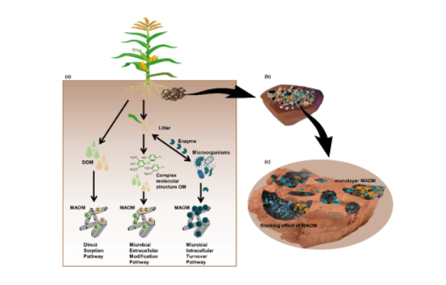 IARRP team proposes new perspective on updating and redefining mineral-associated organic matter saturation