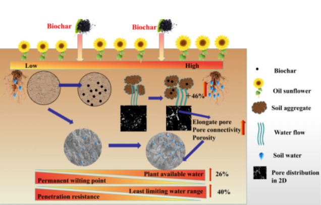 IARRP team reveals the mechanism of biochar enhances soil hydrological function in coastal saline-alkali land