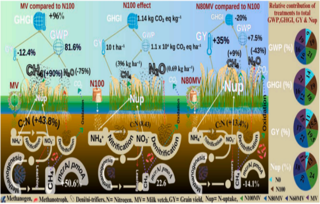 Qiyang red soil experimental station reveals mechanism of Chinese milk vetch returning to fields to replace nitrogen fertilizer, reducing greenhouse gas emissions and improving rice yield and nitrogen use efficiency