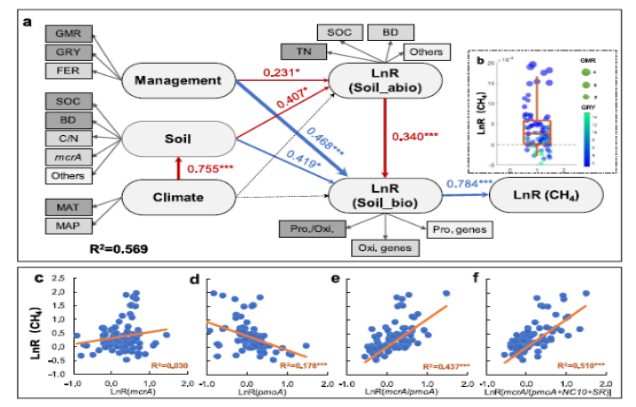 IARRP team discovers green manure rotation reduces methane emissions from rice paddies