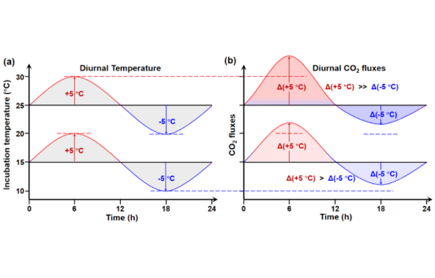 Chinese scientists reveal how temperature fluctuations drive carbon mineralization in acidic red soil