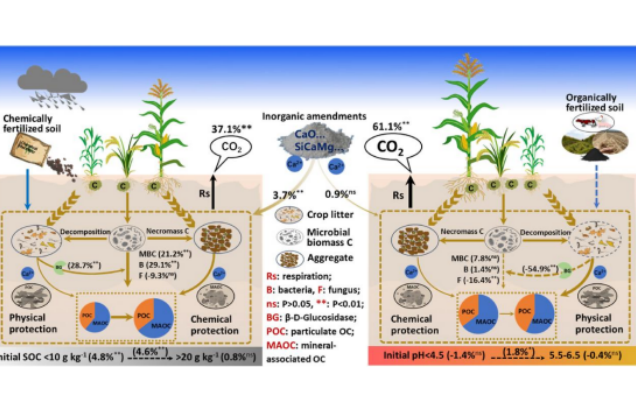 Qiyang Station unveils&nbsp;inorganic amendments enhance soil organic carbon sequestration in acidic cropland