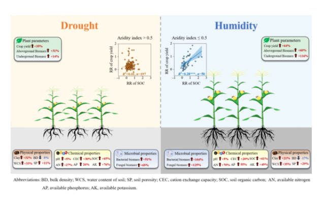 IARRP&nbsp;team assesses carbon sequestration and yield benefits of soil amendments in sandy soils