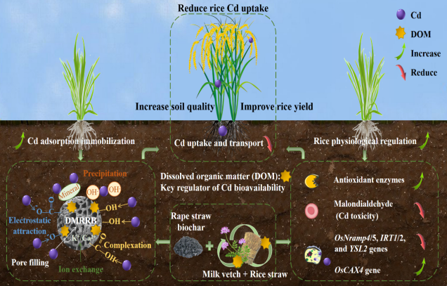 CAAS team identifies synergistic benefits of&nbsp;green manure, rice straw and biochar for reducing cadmium and improving soil quality and rice yield in paddy fields