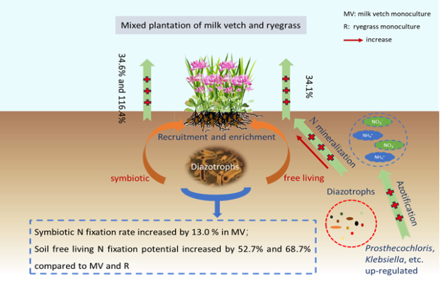 Mixed plantation of milk vetch and ryegrass enhances biological nitrogen fixation in paddy systems