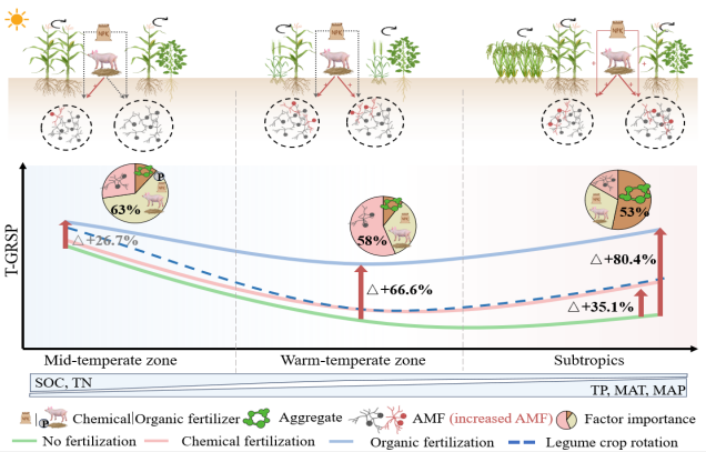 IARRP team unveils key factors of glomalin&nbsp;accumulation&nbsp;in soils&nbsp;under long-term fertilization