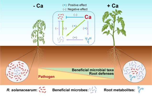IARRP team reveals a calcium-mediated mechanism regulating the root microbiome to enhance tomato resistance to bacterial wilt