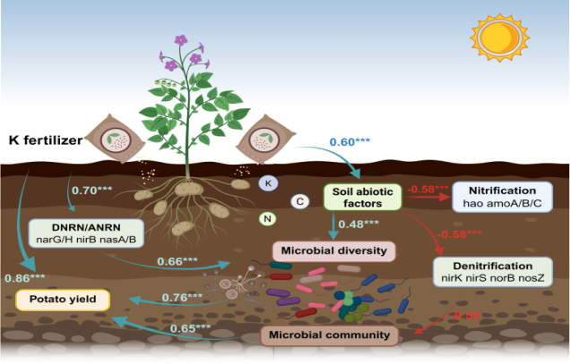 Potassium–green manure synergy reshapes microbial nitrogen cycling to enhance&nbsp;potato yield
