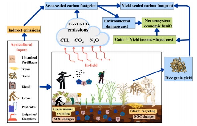 Research unveils&nbsp;the combination of green manure and early rice straw recycling increases yields and reduces GHG emissions in double-rice system