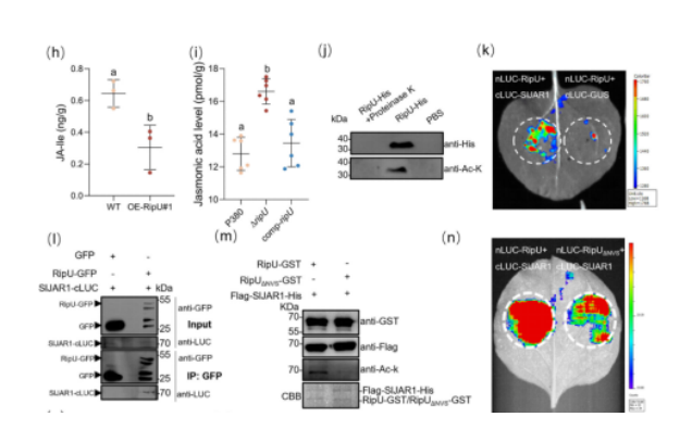 IARRP team uncovers a novel mechanism of a core effector protein in bacterial wilt pathogenesis