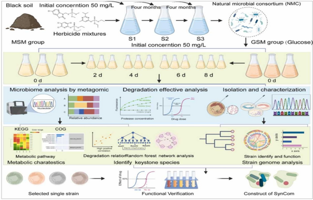 IARRP&nbsp;reveals the mechanism by which black soil-derived synthetic consortium drives the cometabolic degradation of mixed herbicides